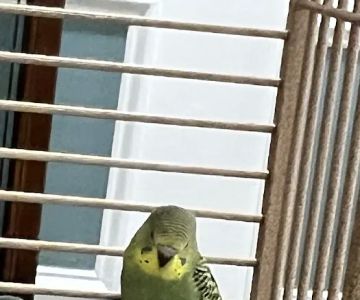 CAPE CORAL PETSHOP