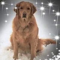 Maple River Veterinary Clinic ico