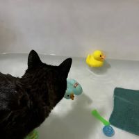 Heritage Acres Veterinary Services ico
