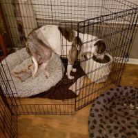 Mid Michigan Vet Surgical ico