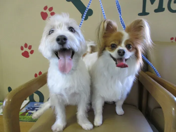 Pinecrest Animal Hospital 12
