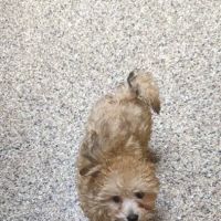 Pinecrest Animal Hospital ico