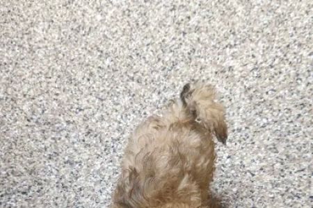 Pinecrest Animal Hospital
