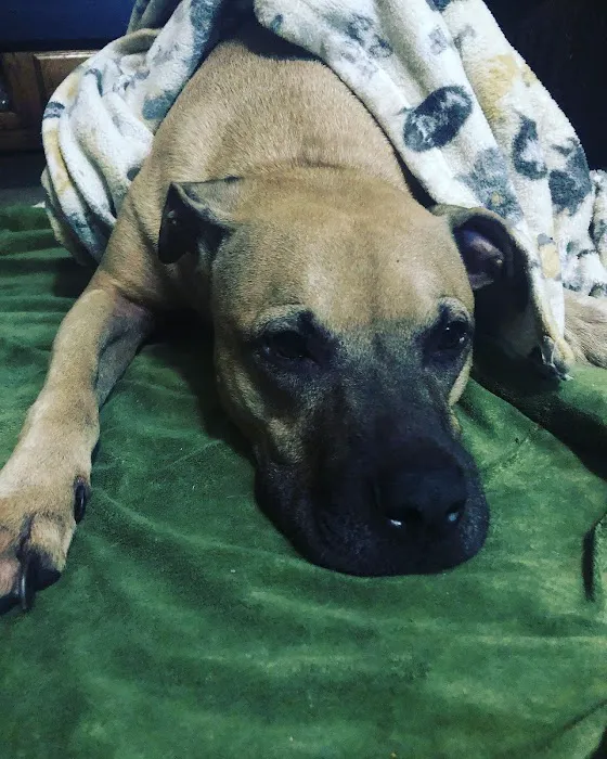Pinecrest Animal Hospital 12