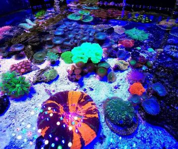 Dreamscape aquariums