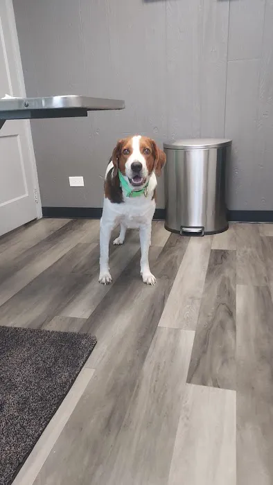 Pawsitive Care Veterinary Clinic 12