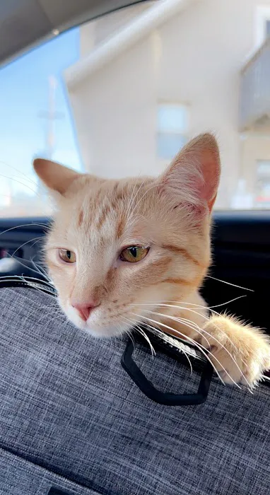 Pawsitive Care Veterinary Clinic 12