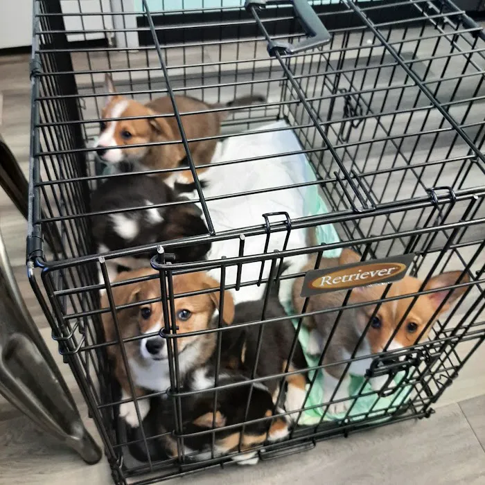 Pawsitive Care Veterinary Clinic 12