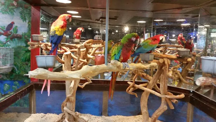 Pet Kingdom 1