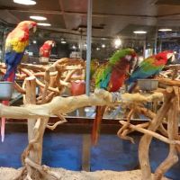Pet Kingdom ico