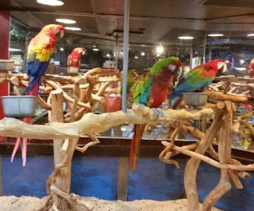 Pet Kingdom