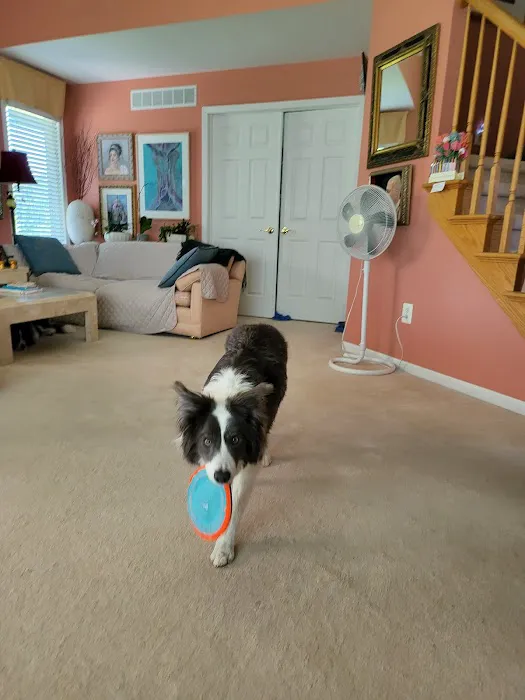PetLove Dentistry and Oral Surgery 12