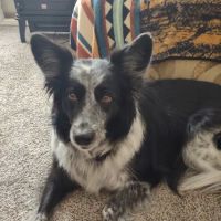 PetLove Dentistry and Oral Surgery ico