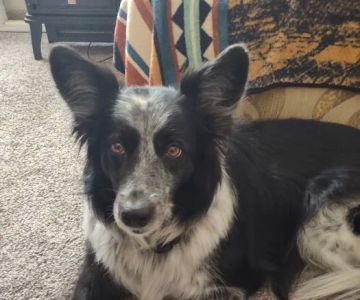 PetLove Dentistry and Oral Surgery