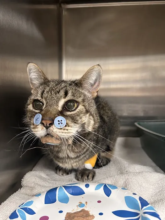 PetLove Dentistry and Oral Surgery 12
