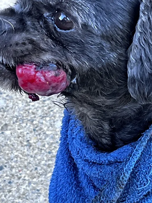 PetLove Dentistry and Oral Surgery 12