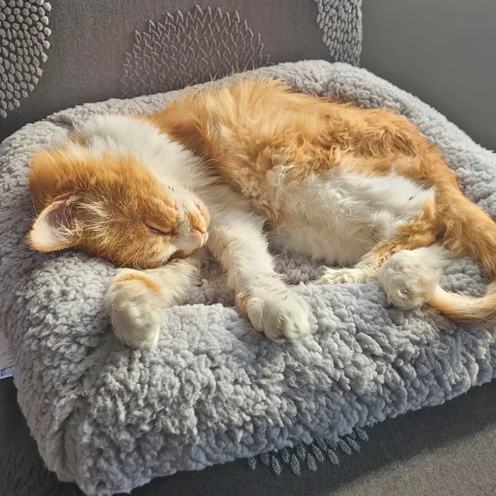PetLove Dentistry and Oral Surgery 12