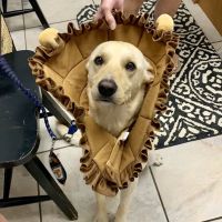 Animal Health Clinic (accepting new patients) ico