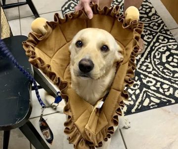 Animal Health Clinic (accepting new patients)
