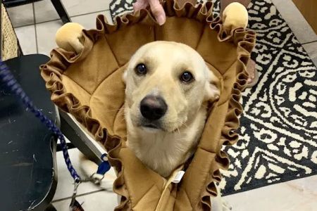 Animal Health Clinic (accepting new patients)