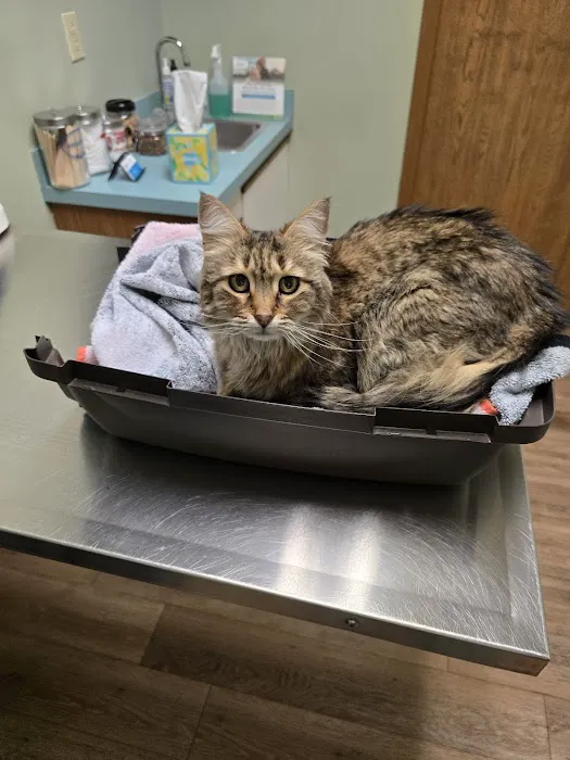 Pointe Animal Hospital 7
