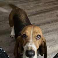 Compassion 4 Paws Veterinary Healing Center ico