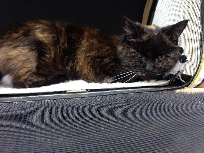 St Johns Animal Clinic 12