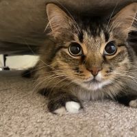 Grand Ledge Veterinary Hospital ico