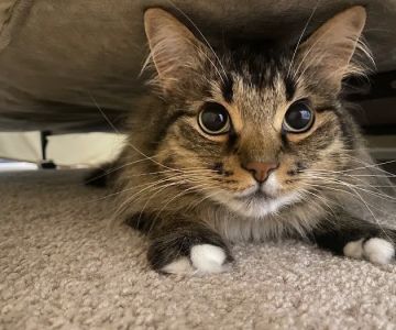 Grand Ledge Veterinary Hospital