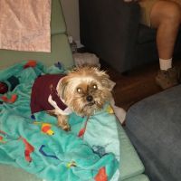 DeWitt Veterinary Hospitals P.C. ico