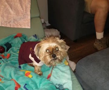 DeWitt Veterinary Hospitals P.C.