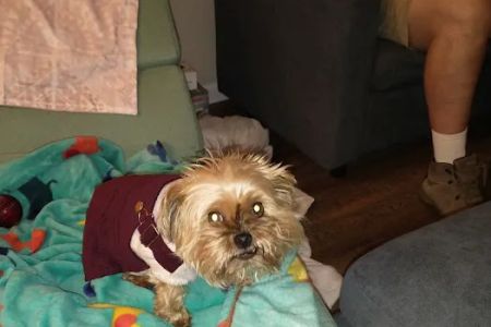 DeWitt Veterinary Hospitals P.C.