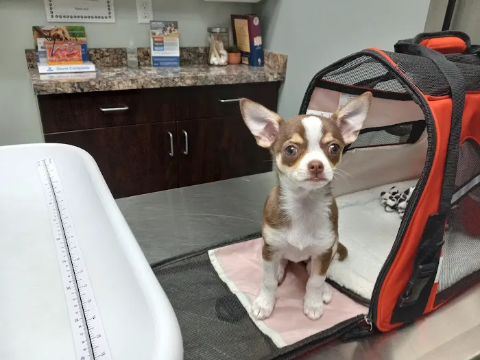 DeWitt Veterinary Hospitals P.C. 12