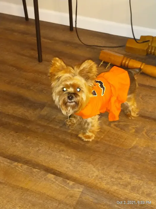 DeWitt Veterinary Hospitals P.C. 12