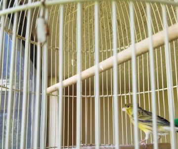 BubaPet - Pet Store