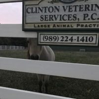 Clinton Veterinary Services: Seifferlein R W DVM ico