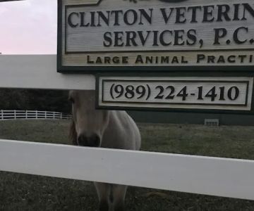 Clinton Veterinary Services: Seifferlein R W DVM