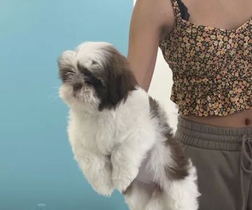 Posh Puppies LLC