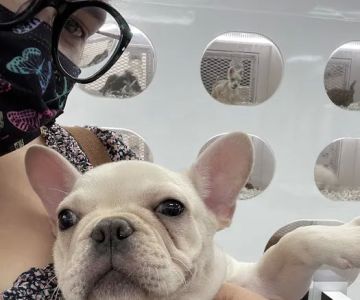Puppies Secret