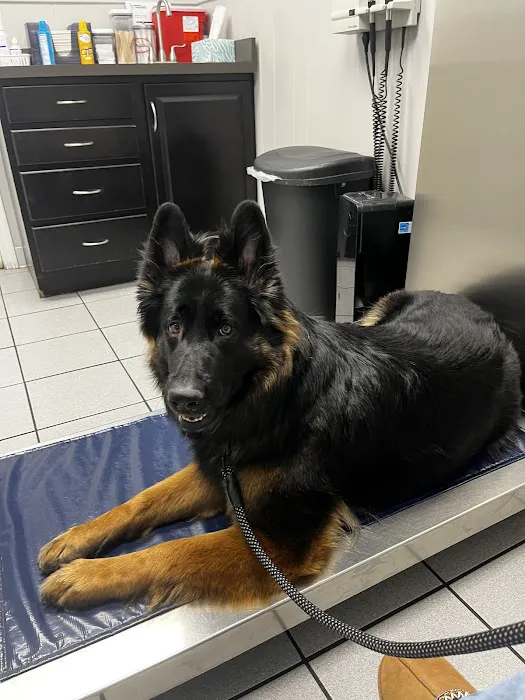 Waverly Animal Hospital Boarding Grooming & Wellness Center 3