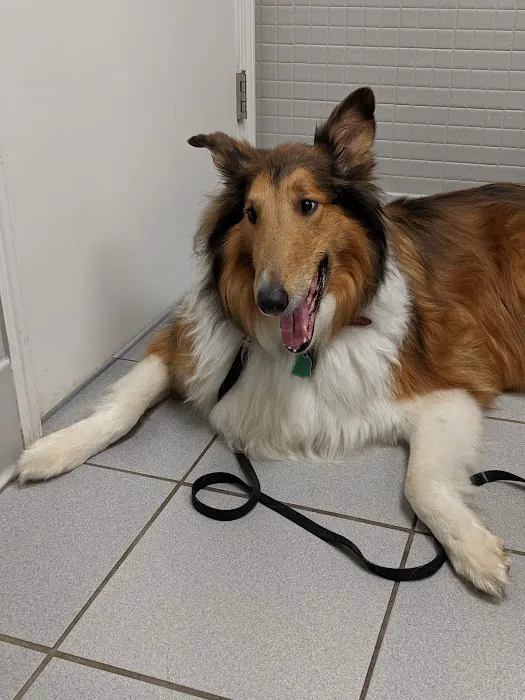 Waverly Animal Hospital Boarding Grooming & Wellness Center 7