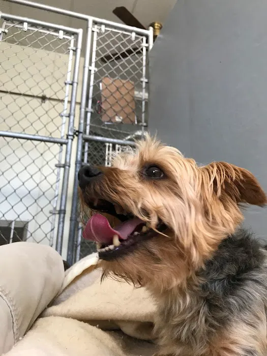 Waverly Animal Hospital Boarding Grooming & Wellness Center 8