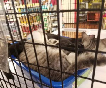 Pet Supermarket