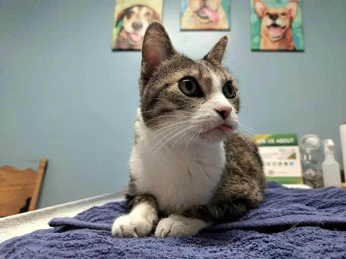 Southside Veterinary Clinic with Bed & Biscuit Boarding 1