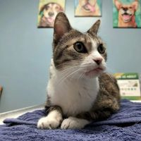 Southside Veterinary Clinic with Bed & Biscuit Boarding ico