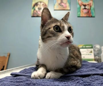 Southside Veterinary Clinic with Bed & Biscuit Boarding