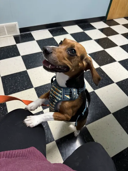 Southside Veterinary Clinic with Bed & Biscuit Boarding 8
