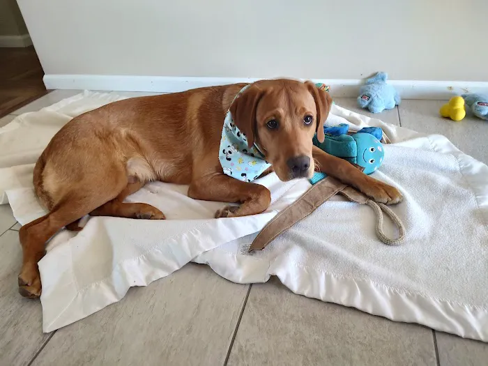 Southside Veterinary Clinic with Bed & Biscuit Boarding 4