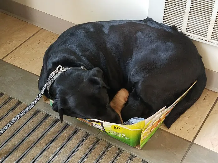 VCA Marshall Animal Hospital 9