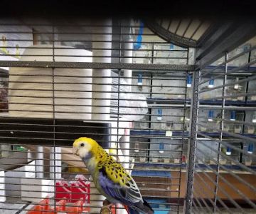 El Palomar Pet Shop Inc